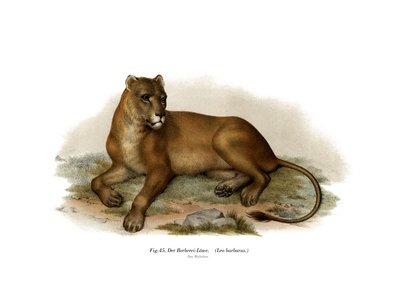 Barbary Lion by German School